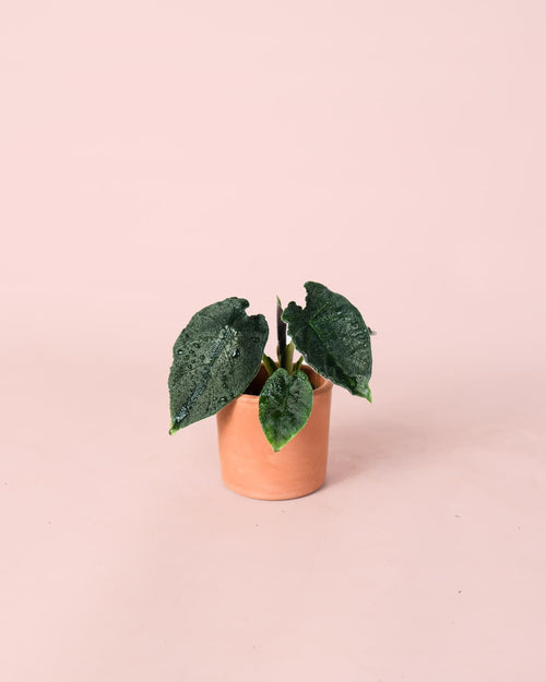 Alocasia Antoro Velvet Mini - Pur Plant