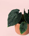 Alocasia Antoro Velvet Mini - Pur Plant