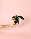 Alocasia Azlanii Mini - Pur Plant