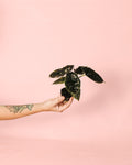 Alocasia Azlanii Mini