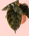 Alocasia Azlanii Mini - Pur Plant