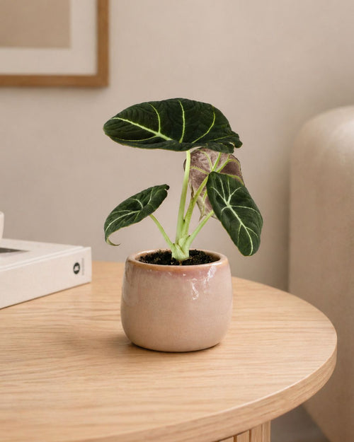 Alocasia Black Velvet Mini - Pur Plant