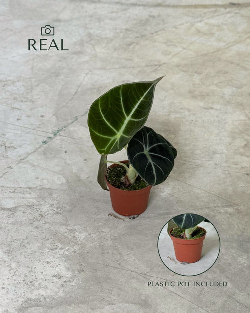 Alocasia Black Velvet Mini - Pur Plant