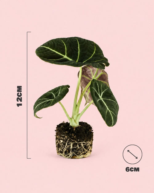 Alocasia Black Velvet Mini - Pur Plant