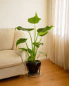 alocasia cucullata contexto