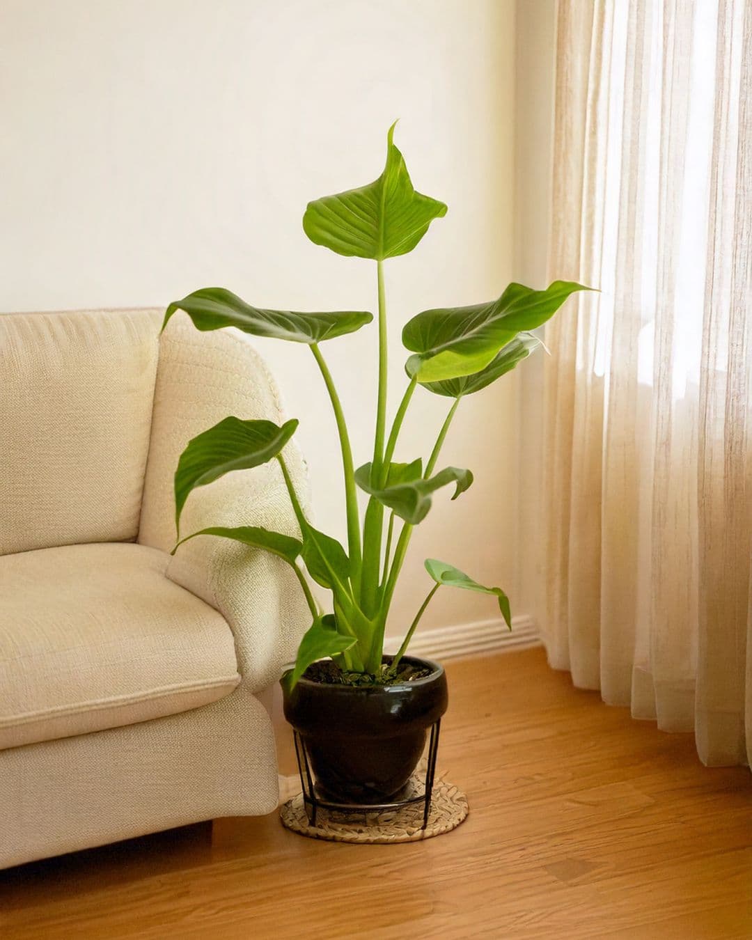 alocasia cucullata contexto
