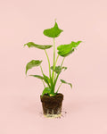 Alocasia Cucullata L