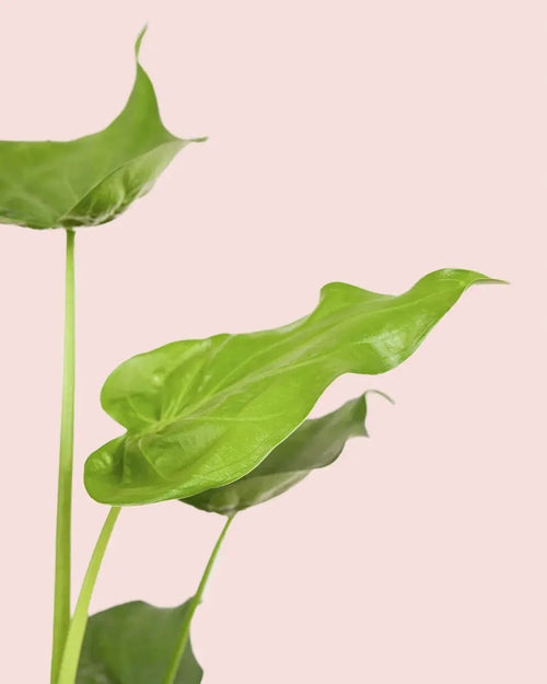 Alocasia Cucullata M - Pur Plant