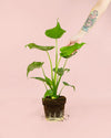 Alocasia Cucullata M - Pur Plant