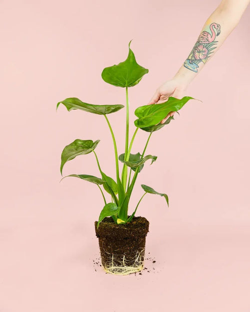 Alocasia Cucullata M - Pur Plant