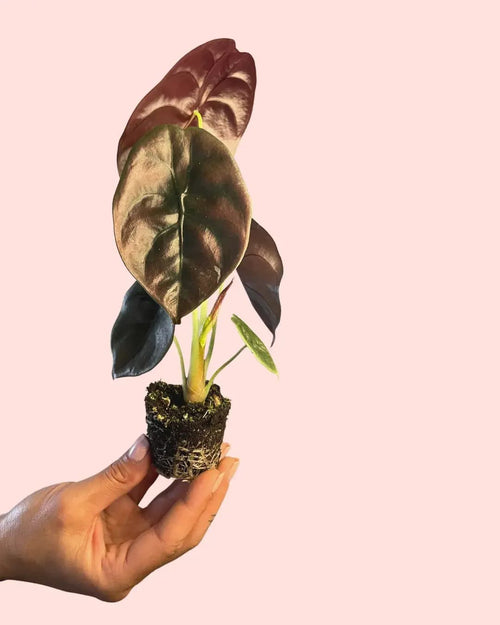 Alocasia Cuprea Red Secret Mini - Pur Plant
