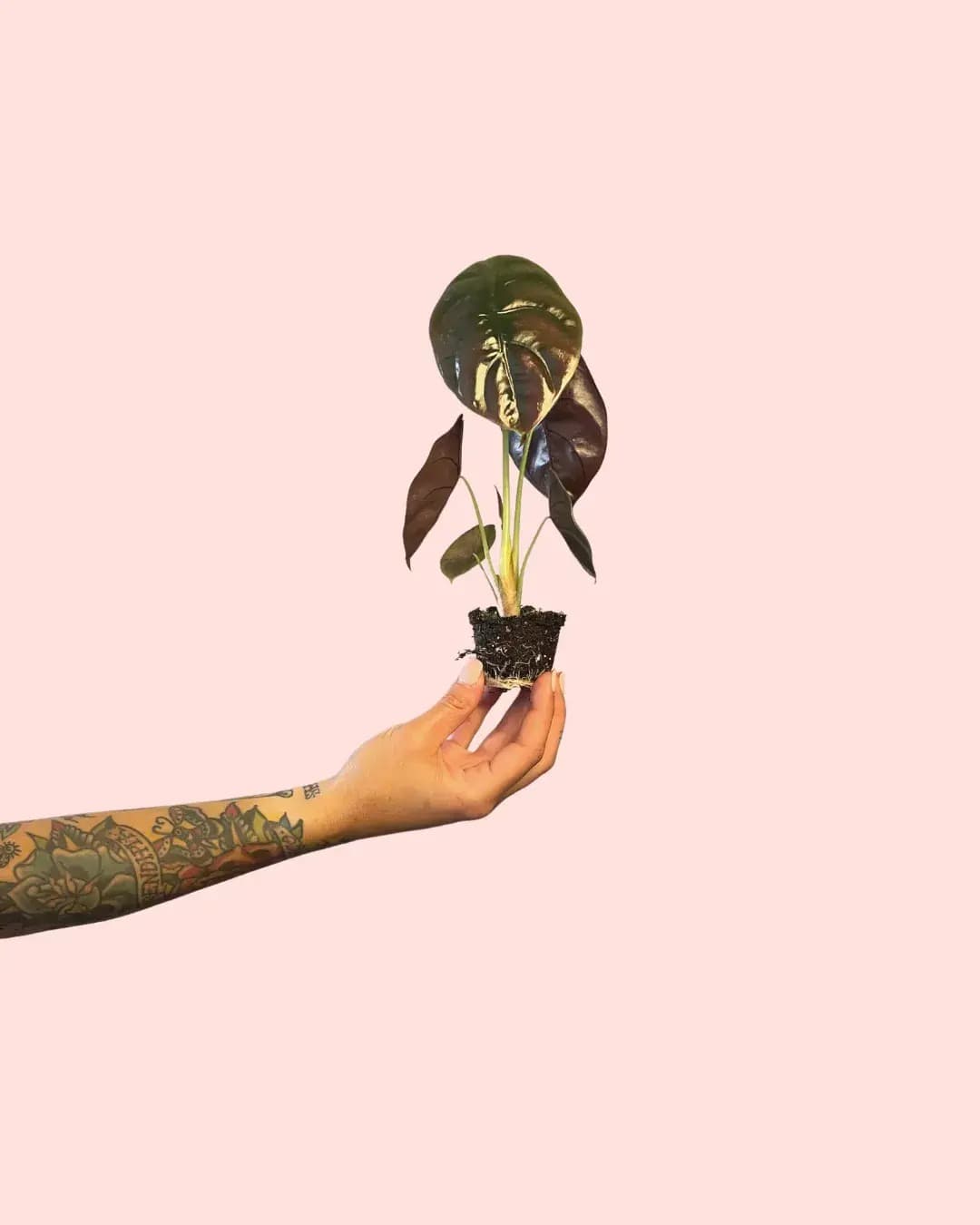 Alocasia Cuprea - Mini Plantas Naturales Interior – Pur Plant