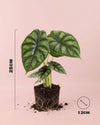 Alocasia Dragon Scale M - Pur Plant