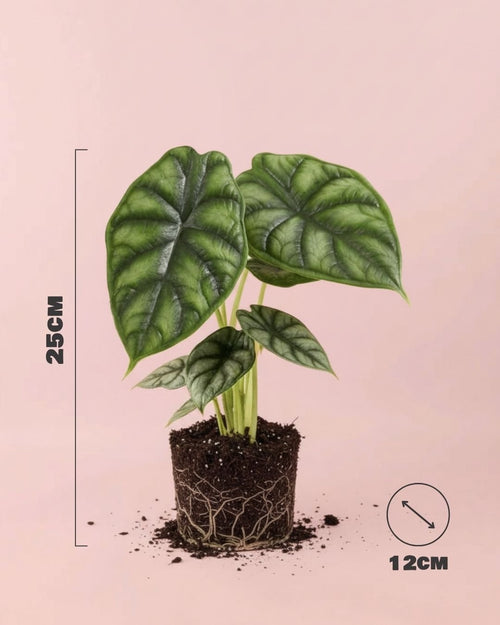 Alocasia Dragon Scale M - Pur Plant