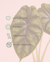Alocasia Dragon Scale M - Pur Plant