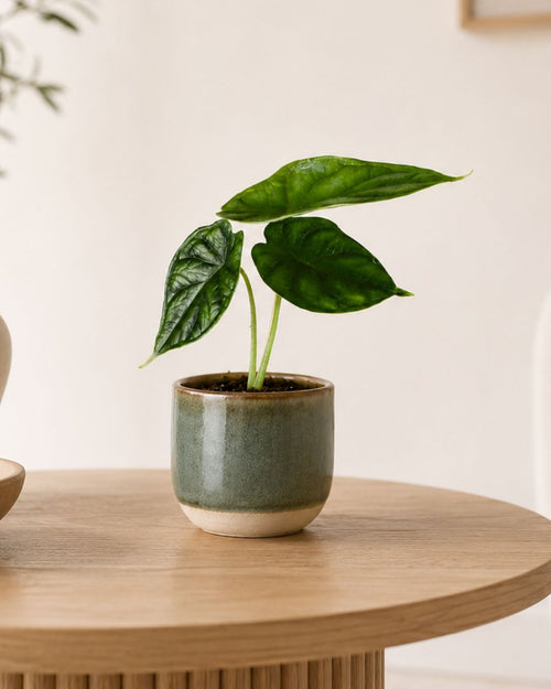 Alocasia Dragon Scale Mini - Pur Plant