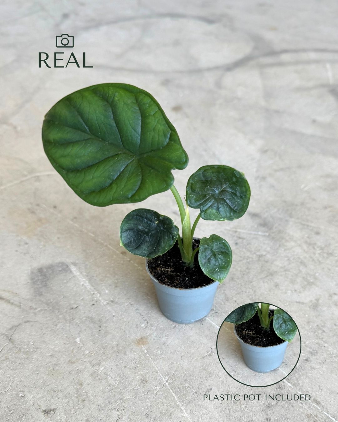 Alocasia Dragon Scale Mini - Pur Plant