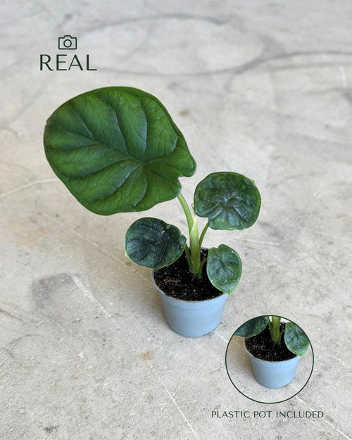 Alocasia Dragon Scale Mini - Pur Plant