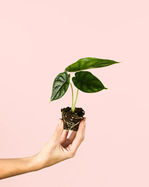 Alocasia Dragon Scale Mini - Pur Plant