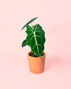 alocasia-frydek-en-maceta-purplant