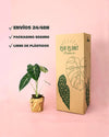 Alocasia Frydek M - Pur Plant