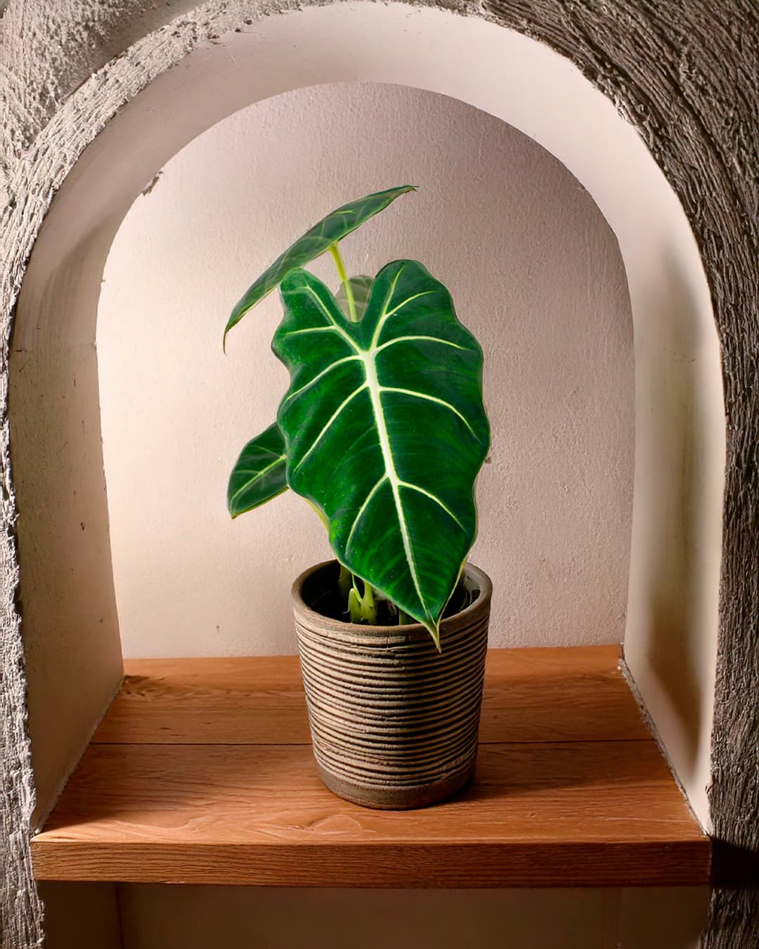 Alocasia Frydek M - Pur Plant