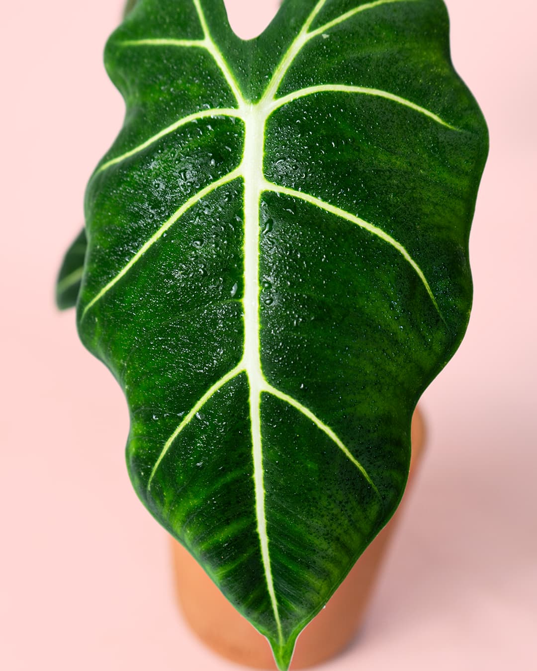 Alocasia Frydek M - Pur Plant