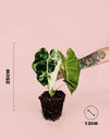Alocasia Frydek Variegada M - Pur Plant
