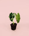 Alocasia Frydek Variegada M - Pur Plant