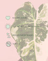 Alocasia Frydek Variegada M - Pur Plant