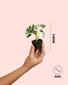 Alocasia Frydek Variegada Mini - Pur Plant