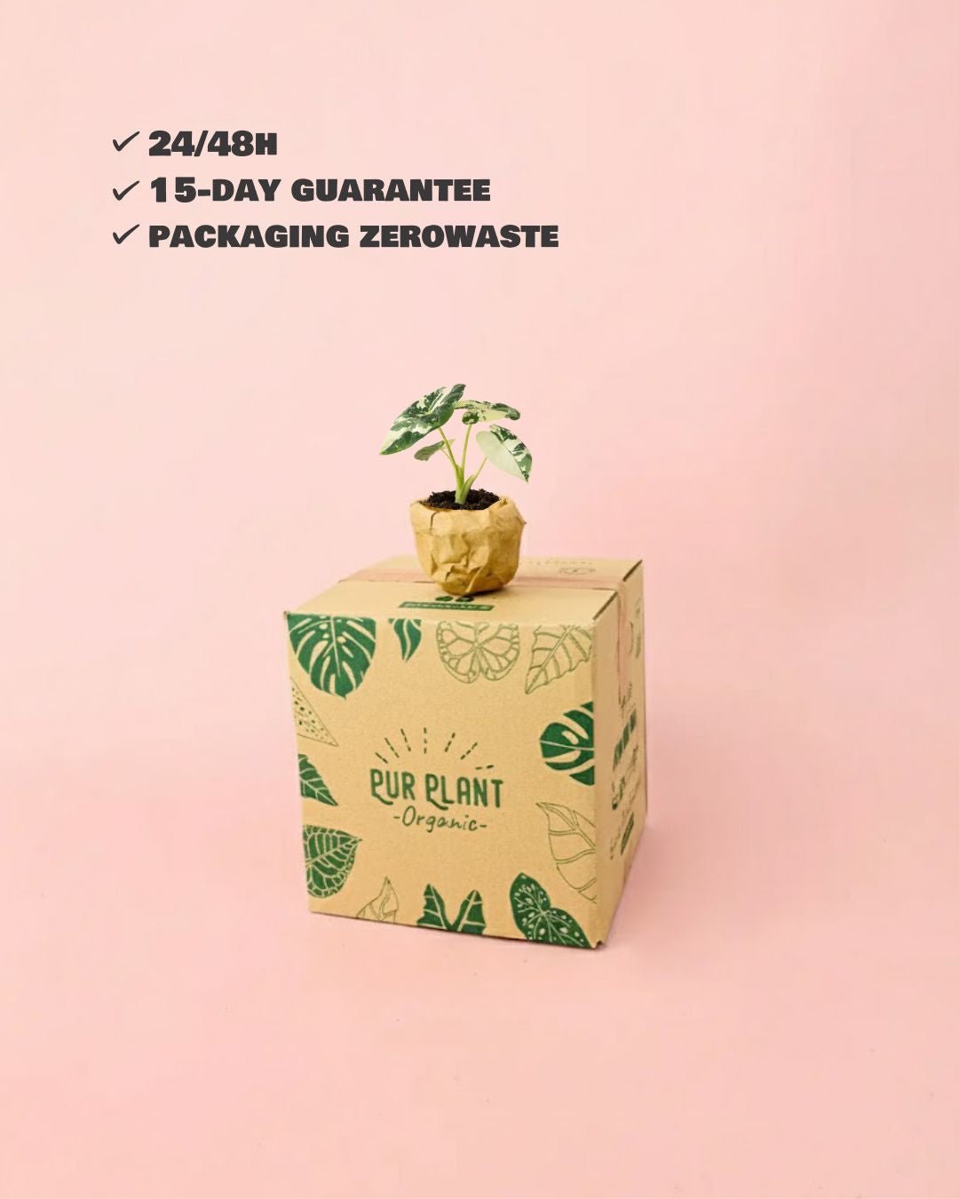 Alocasia Frydek Variegada Mini - Pur Plant