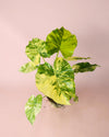 Alocasia Gageana Variegata M - Pur Plant