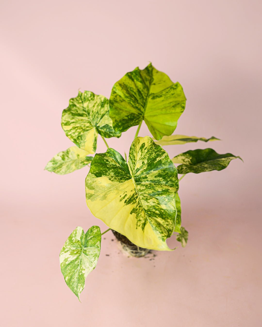 Alocasia Gageana Variegata M - Pur Plant