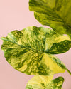 Alocasia Gageana Variegata M - Pur Plant