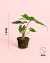Alocasia Jacklyn Mini - Pur Plant