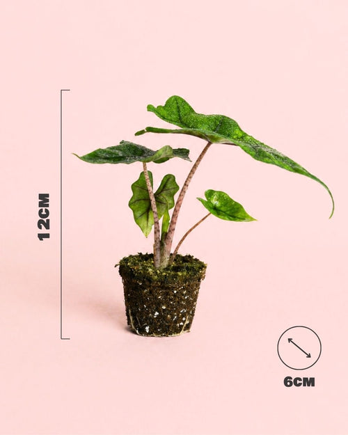 Alocasia Jacklyn Mini - Pur Plant