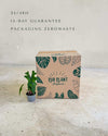 Alocasia Jacklyn Mini - Pur Plant