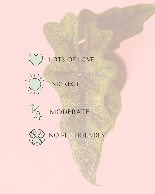 Alocasia Jacklyn Mini - Pur Plant