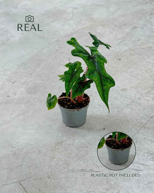 Alocasia Jacklyn Mini - Pur Plant