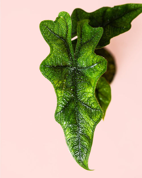 Alocasia Jacklyn Mini - Pur Plant
