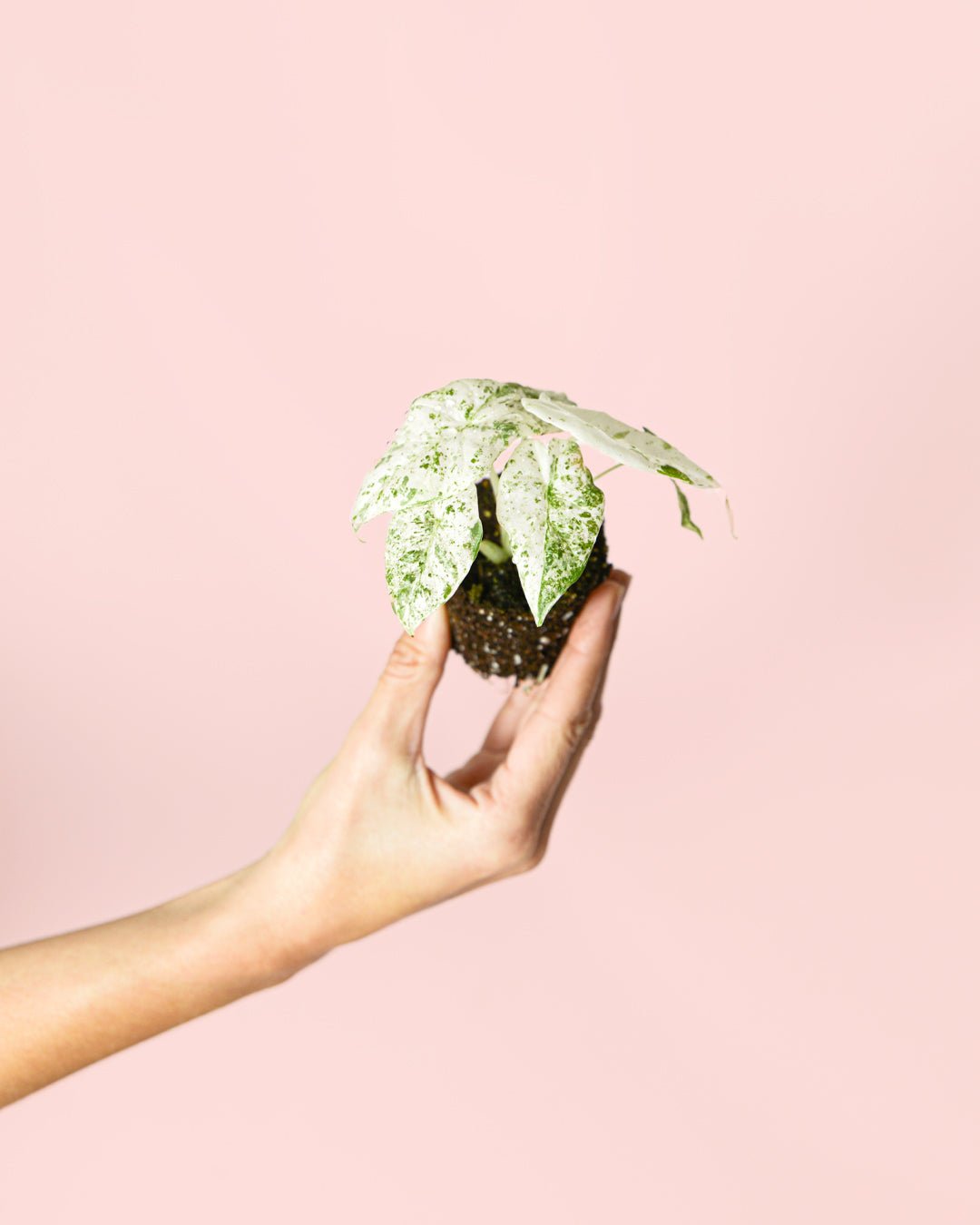 Alocasia Macrorrhiza Camuflaje Mini - Pur Plant