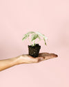 Alocasia Macrorrhiza Camuflaje Mini - Pur Plant