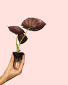 Alocasia Nebula Mini - Pur Plant