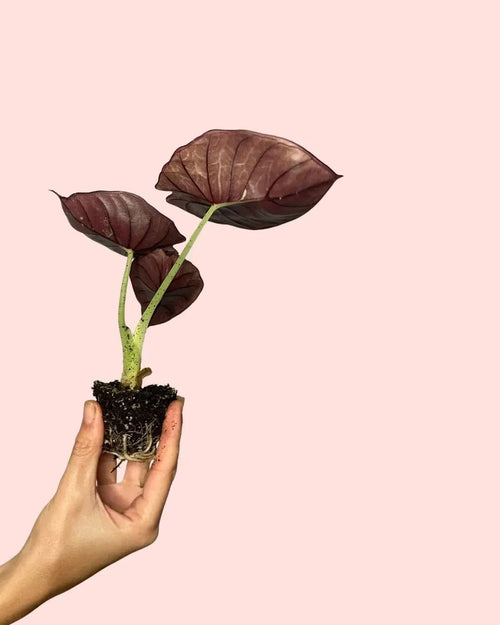 Alocasia Nebula Mini - Pur Plant