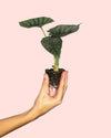 Alocasia Nebula Mini - Pur Plant