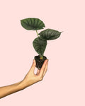 Alocasia Nebula Mini