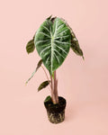 Alocasia Pink Dragon M