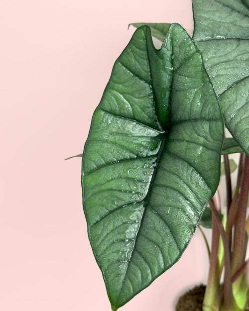 Alocasia Platinum M - Pur Plant