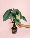 Alocasia Platinum M - Pur Plant
